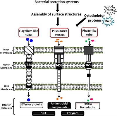 Role of Bacterial Cytoskeleton and Other Apparatuses in Cell Communication